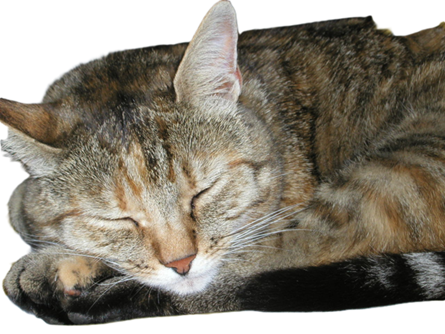 Ein Bild, das S�ugetier, Katze, Hauskatze, Kleine bis mittelgro�e Katzen enth�lt.

KI-generierte Inhalte k�nnen fehlerhaft sein.